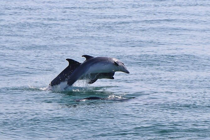 Dolphin Watching Tour by Catamaran From Lisbon - Traveler Preparation Tips