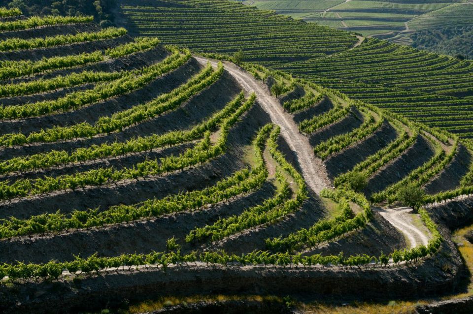 Douro: Wine Tasting and River Cruise Experience - Frequently Asked Questions