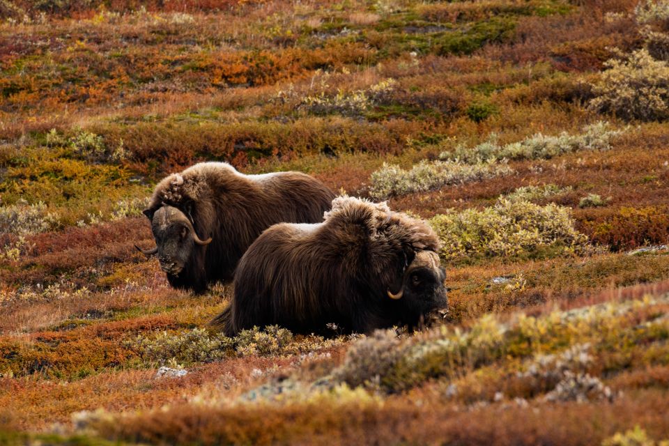 Dovrefjell National Park: Hiking Tour and Musk Ox Safari - Frequently Asked Questions