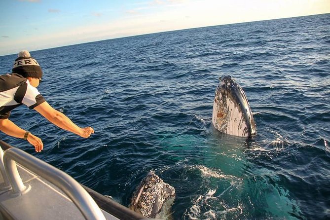 Dunsborough Whale Watching Eco Tour - Tips for a Successful Tour
