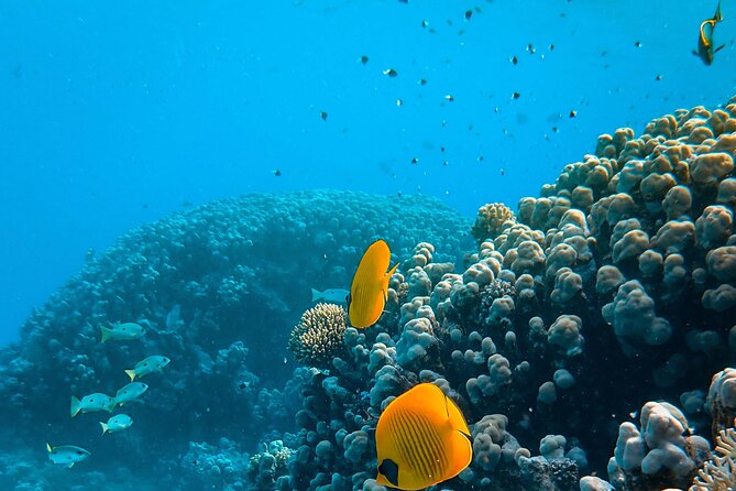 E-Scooter Snorkel With Photo and Video At Turtle Town - Safety Considerations