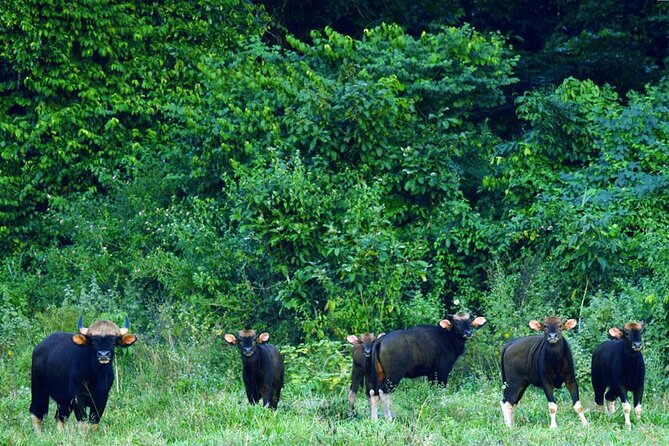 Elephant and Animal Watching in Kuiburi National Park - Join Afternoon Tour - Tips for a Successful Experience