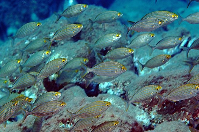 Exciting PADI Discover Scuba Diving Experience Isola Bella Marine Park Taormina - Meeting Point and Pickup Location