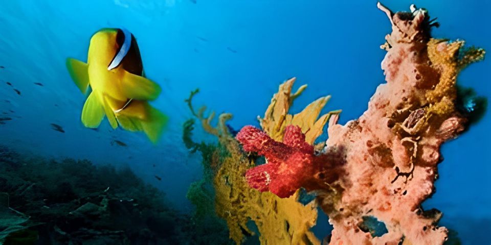 Experience the Exciting Caribbean Underwater World - Frequently Asked Questions