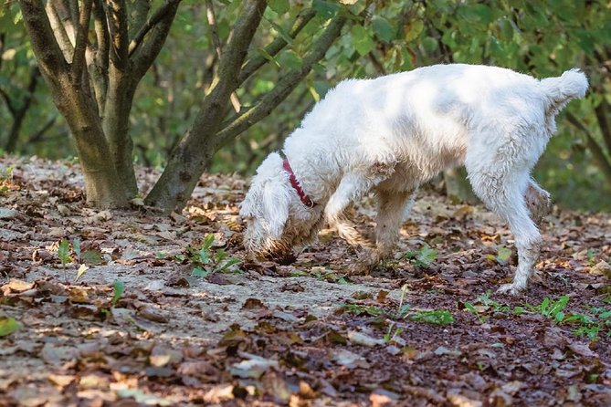 Experience Tuscan Truffle Hunting With Wine and Lunch - What to Expect During the Tour