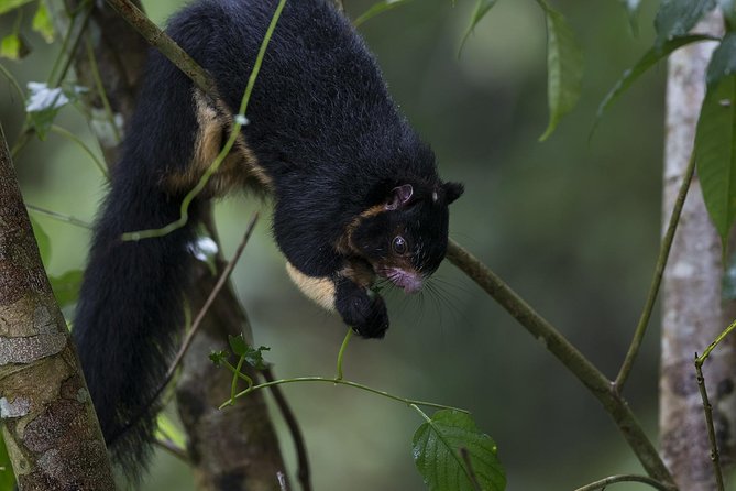 Explore Sinharaja Rainforest - Discovery Tour (Half Day) - Guest Reviews