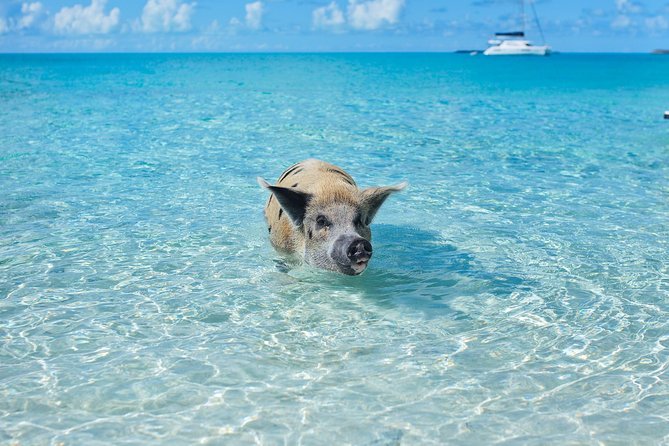 Exuma Elite Escape: Luxury Fly-In Pig Beach Adventure - 7 Stops - Compass Cay Sharks