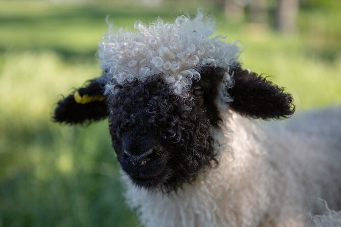 Farm Tour With the Cutest Sheep in the World in Cromwell 9384 - Nearby Attractions to Explore