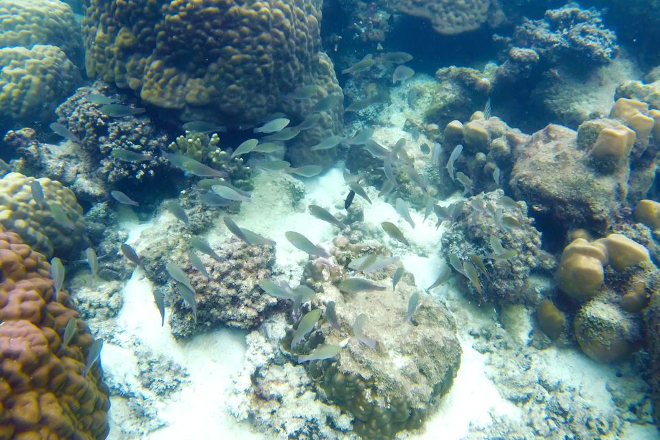 Finger Island & Dam Ngang Island Full-Day Snorkeling Tour - Transportation Options