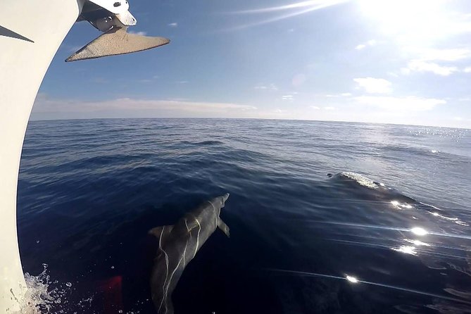 Flounder Yacht Sailing Tours - Sustainability Efforts