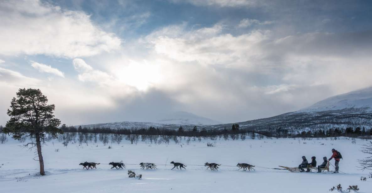 From Abisko: Dog Sledding Excursion to Kiruna With Fika - Booking Information