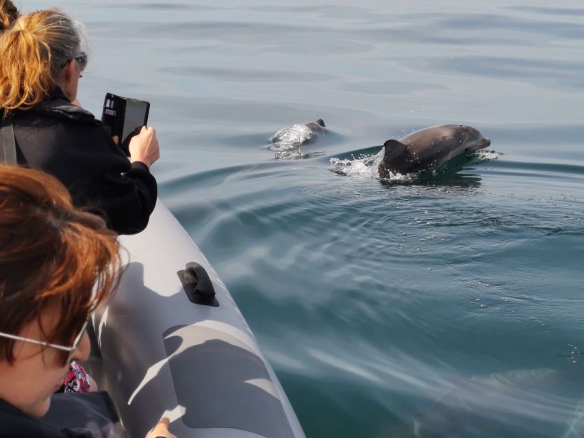 From Albufeira: Benagil Caves and Dolphins Guided Boat Tour - Coastline Exploration