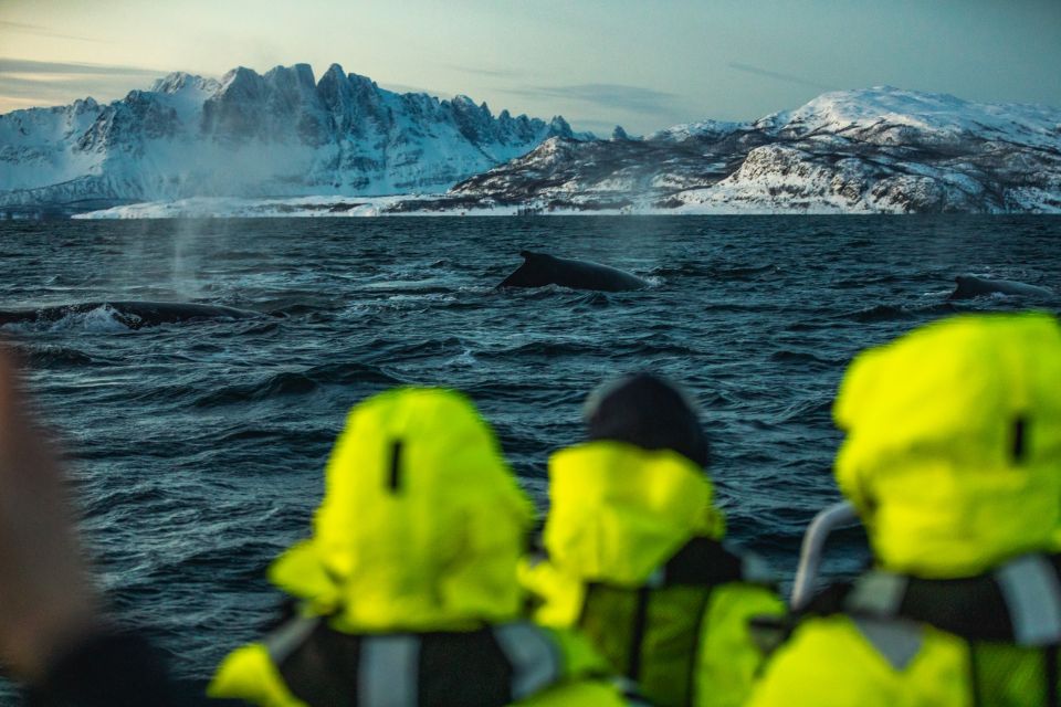 From Alta: Fjord & Whale Adventure - Inclusions and Exclusions