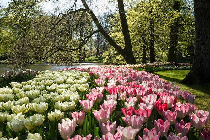 From Amsterdam: Keukenhof Flower Park Ticket and Transfer 2025 - Admission and Transfer Included