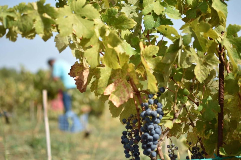From Argostoli: Private Wine Tasting & Vineyard Tour - Included Experiences and Activities