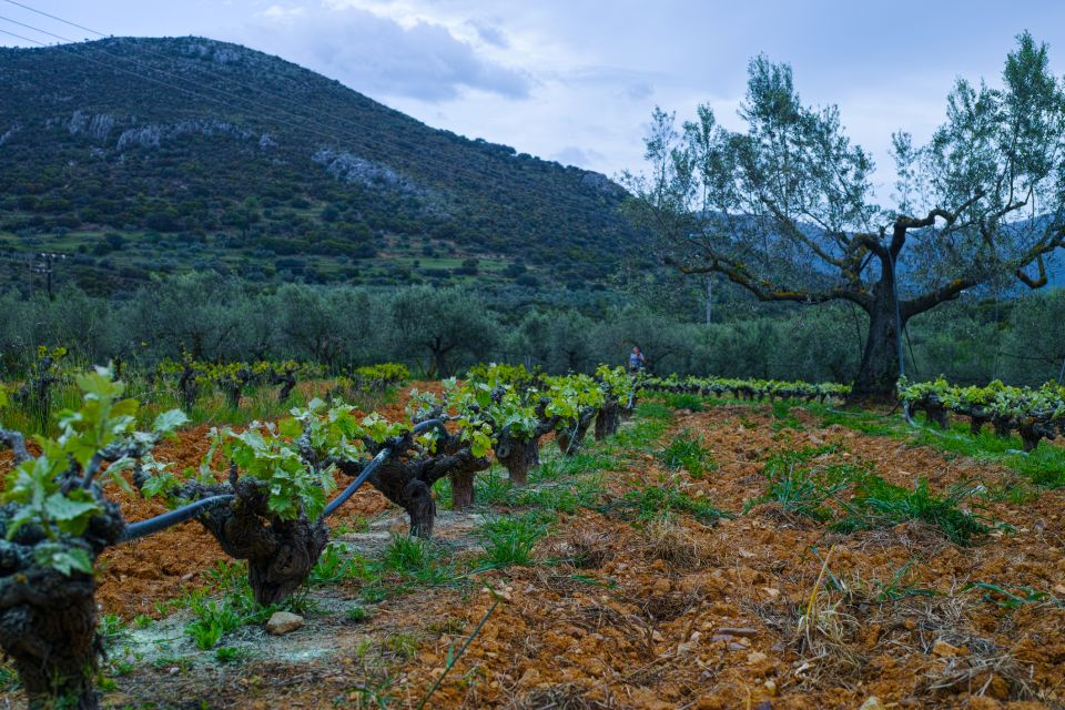 From Athens: Wine, Oil, & Cheese Tasting in Nemea & Argolis - Scenic Drive to Epidaurus