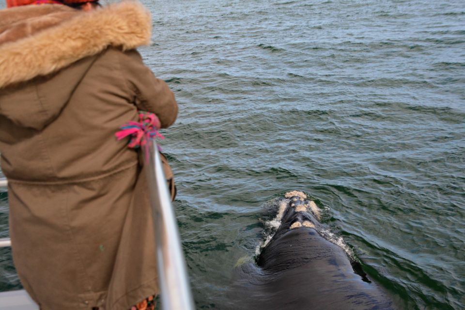 From Augusta: Educational Whale Watching Cruise - Languages Offered