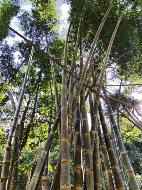 From Chiang Mai: Doi Saket Hiking Tour With Lunch - Wildlife and Foraging