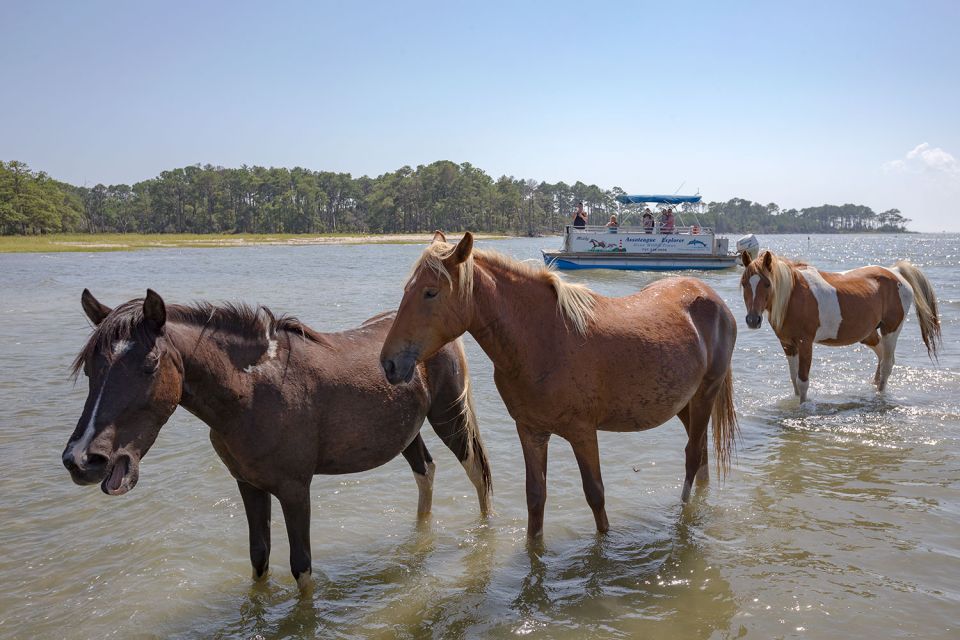 From Chincoteague Island: Assateague Island Boat Tour - Meeting Point and Directions