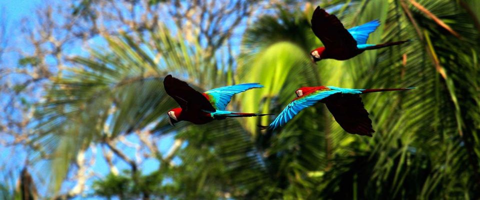 From Cusco: Manu - Tambopata - Puerto Maldonado Tour 8D/7N - Collpa Chuncho Macaw Clay Lick and Tapir Clay Lick