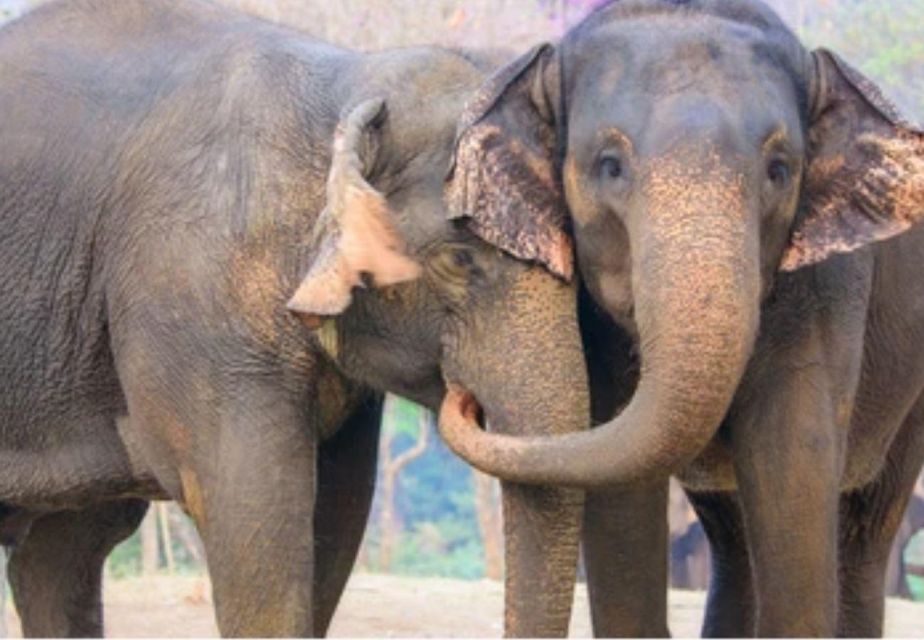 From Delhi:Sunrise Taj Mahal Tour With Elephant Conservation - Tips for a Memorable Tour