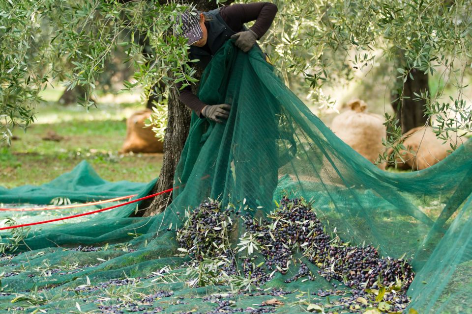 From Faro: Private Olive Oil Mill Tour With Tasting & Lunch - Frequently Asked Questions