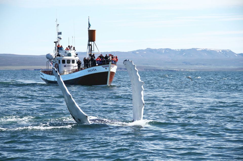 From Húsavík: Traditional Whale Watching Tour - Customer Reviews and Ratings