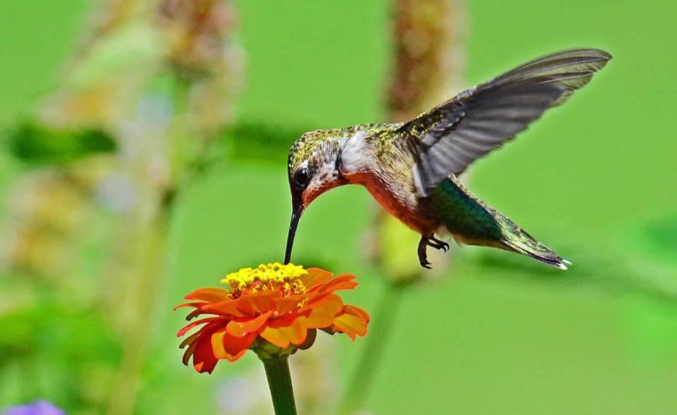 From Iguazú: Excursion to the Iguazú Biocenter - Reservation Process