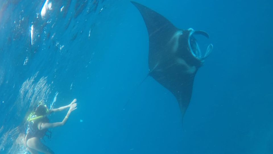 From Lembongan: Snorkeling at Manta Bay, Gamat & Crystal Bay - Pricing and Booking Details