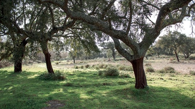 From Lisbon to Alentejo: Évora and Megaliths Full-Day Tour - Booking Confirmation and Infant Seats