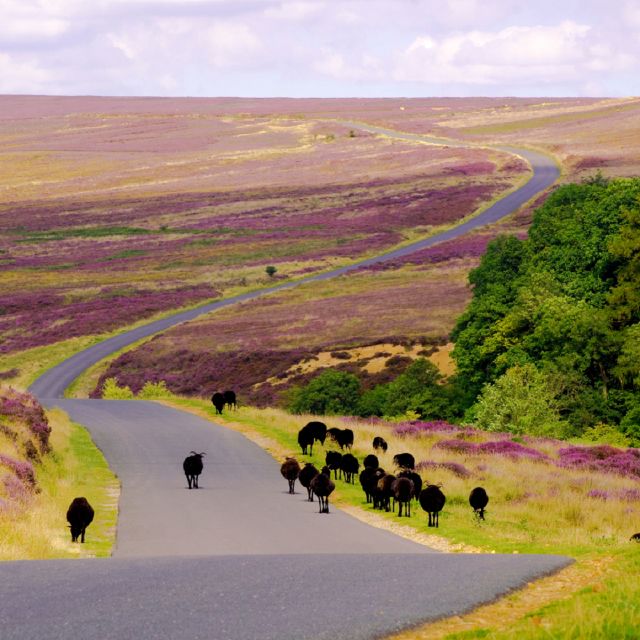 From London: the North York Moors With Steam Train to Whitby - Free Time in Whitby