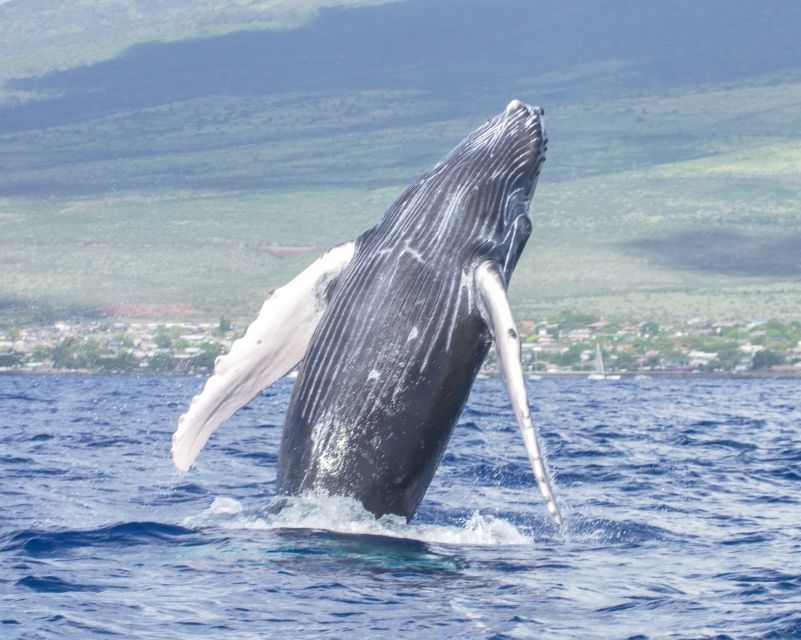 From Maalaea: Whale Watching Catamaran Cruise With Drinks - Departure Location