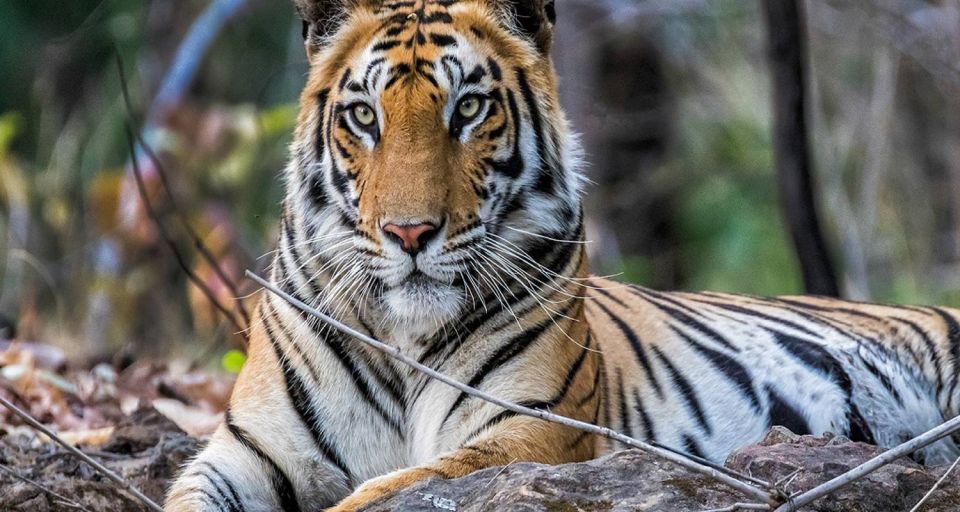 From New Delhi: 5-Day Golden Triangle Trip With Ranthambore - Booking and Cancellation Policies