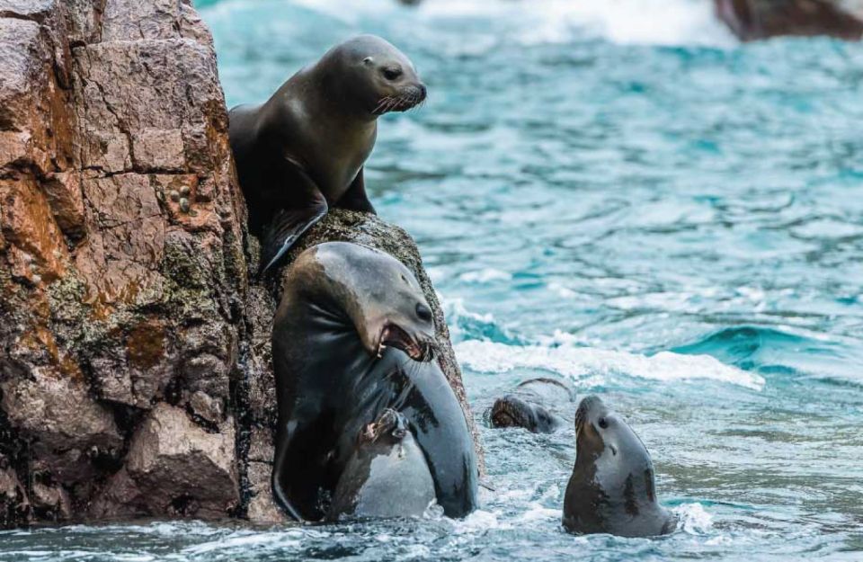 From Paracas: Ballestas Island Boat Tour With Entrances - Booking Process and Options