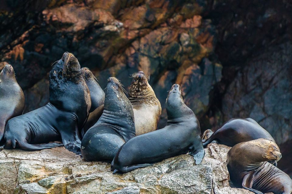 From Paracas: Ballestas Islands & Paracas National Reserve - Wildlife Highlights