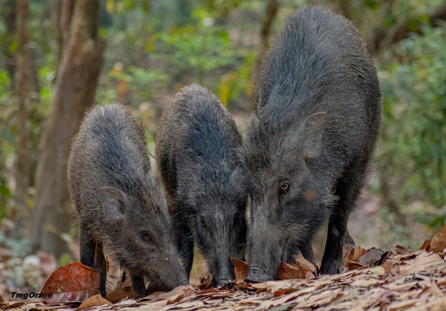 From Pokhara: Private 3-Day Chitwan Jungle Safari Tour - Unique Experiences
