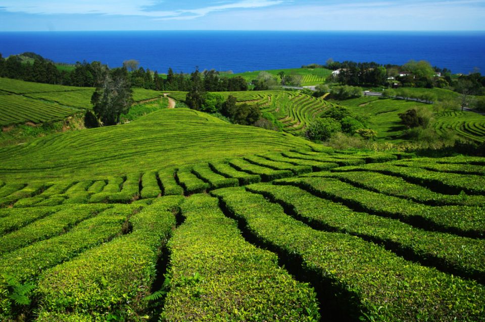 From Ponta Delgada: Lagoa Do Fogo & Hot Springs Day Trip - Scenic Viewpoints