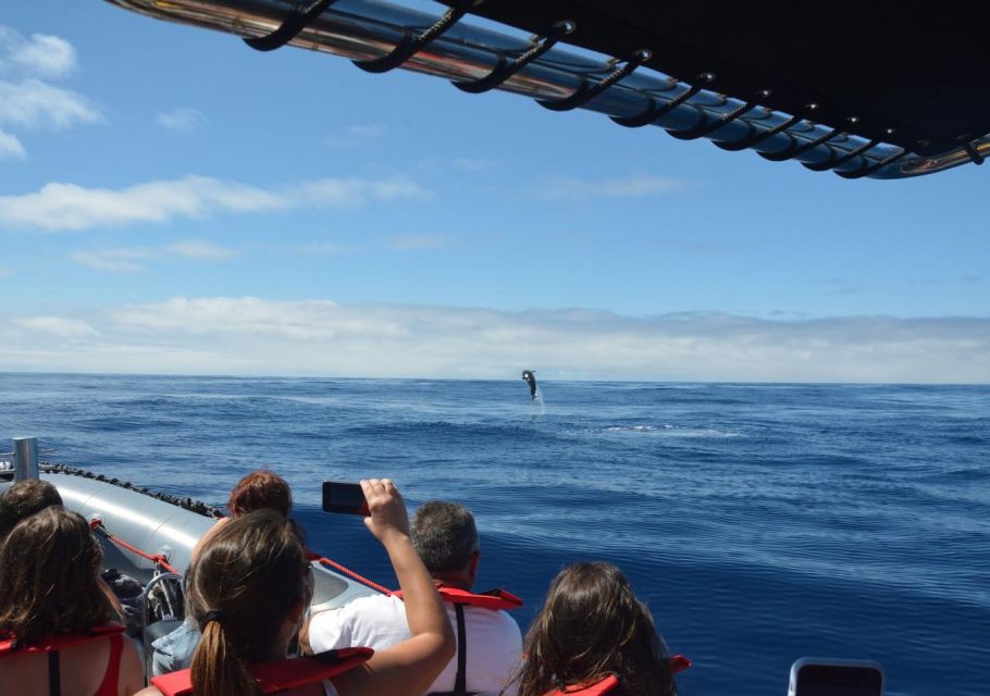 From Porto Moniz: Whale and Dolphin Watching Tour in Madeira - Cancellation Policy