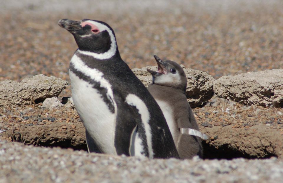 From Puerto Madryn: Penguin Tour & Valdés Peninsula Day Trip - Best Time to Visit