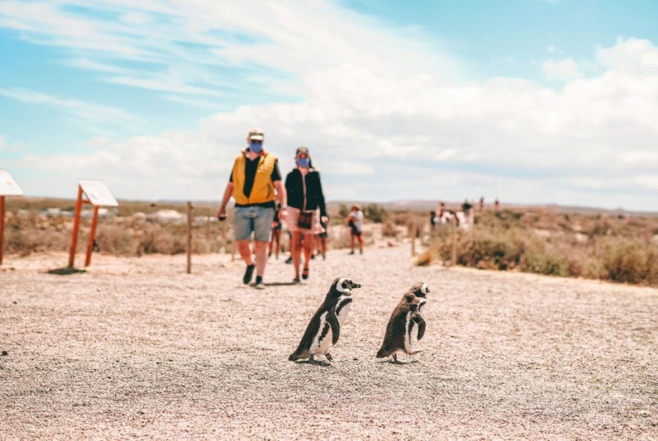 From Puerto Madryn: Punta Tombo Day Trip With Hotel Transfer - Getting to Punta Tombo