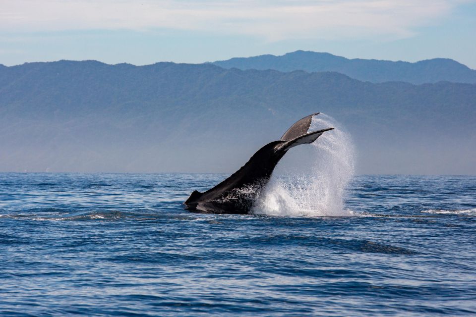 From Puerto Vallarta/Nuevo Vallarta: Whale Watching Cruise - Accessibility Considerations