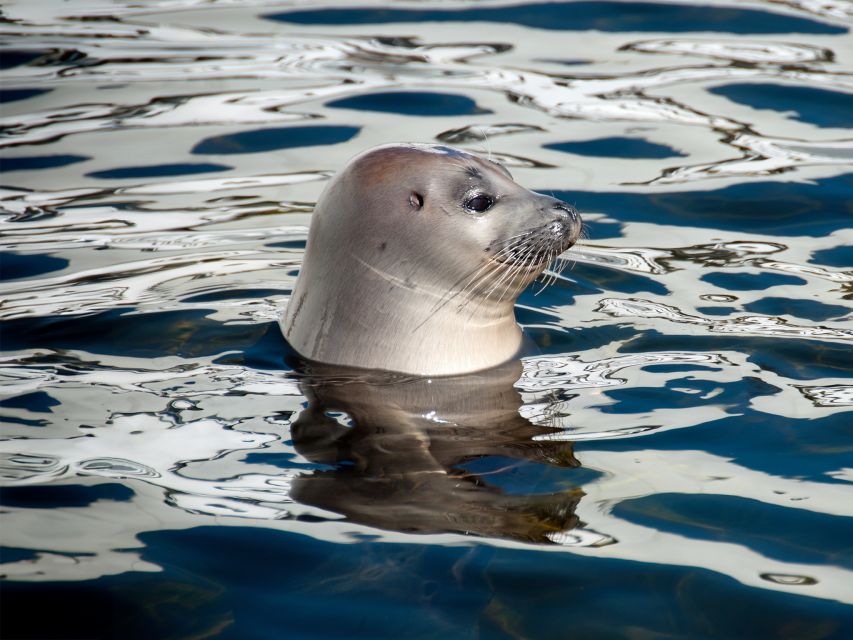 From Quebec City: Whale Watching Excursion Full-Day Trip - Frequently Asked Questions