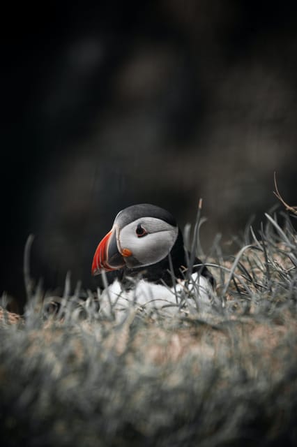 From Reykjavik: Westman Islands With Ferry and Van PRO Photo - Van and Ferry Experience