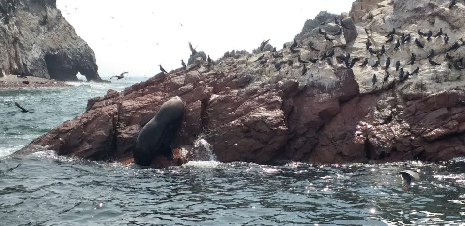 From San Martin Port: 2-Hour Ballestas Island - Wildlife and Scenic Highlights