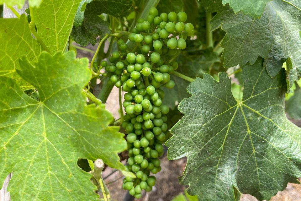 From Santiago: Concha Y Toro Half-Day Winery Tasting Tour - Tips for Enjoying the Tour