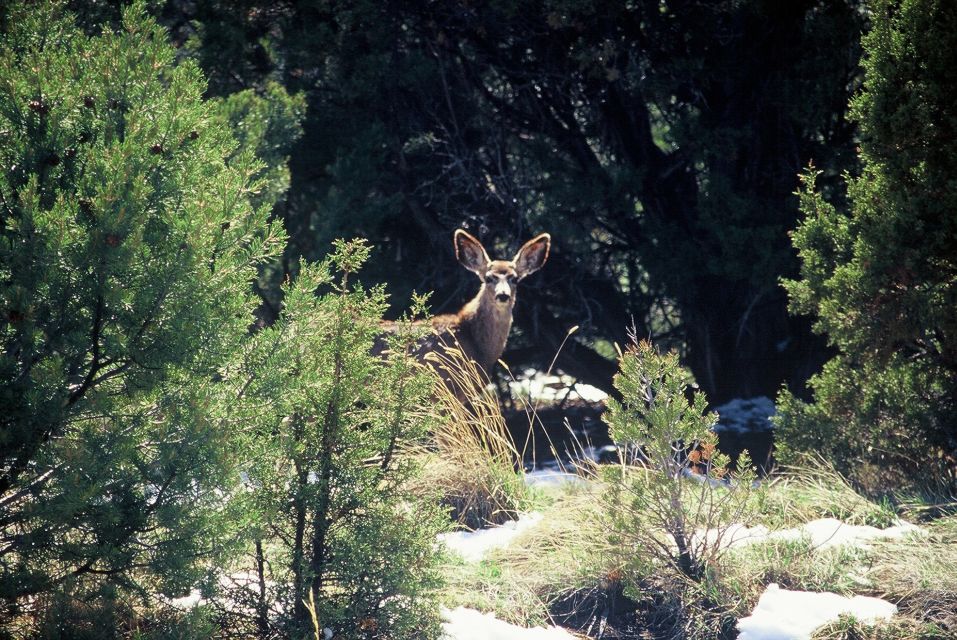 From Sedona: Red Rock West Jeep Tour - Frequently Asked Questions