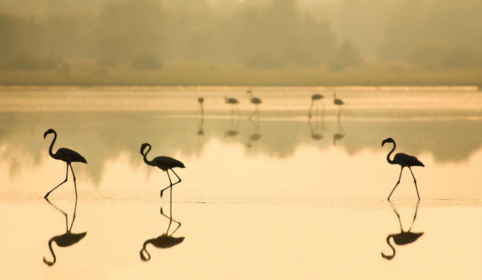 From Seville: Doñana National Park Full-Day Private Tour - Explore UNESCO World Heritage Site