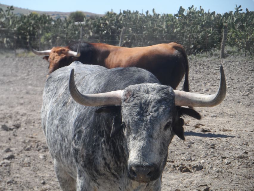 From Seville: Half-Day Bull Breeding Farm Tour - Tour Duration and Departure