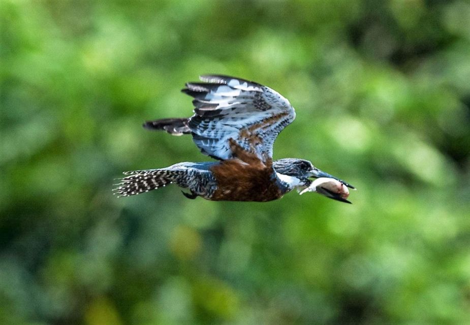 From Tambopata Photography Tour - 8 Days - Bajo Tambopata Corridor