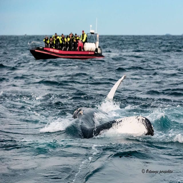 From Tromsø: Skjervoy Whale Watching RIB Boat Tour - What to Bring and Wear